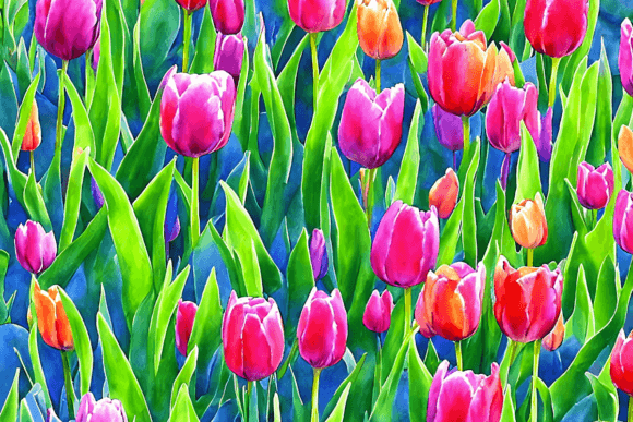 Watercolor Tulip Flowers Backgrounds for Crafters